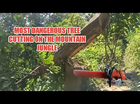 Most Dangerous Tree Cutting On The Mountain Jungle Bodoland Hindi