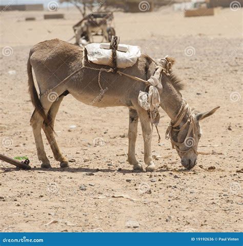 Working Donkey In The African Desert Stock Photo Image Of Harness