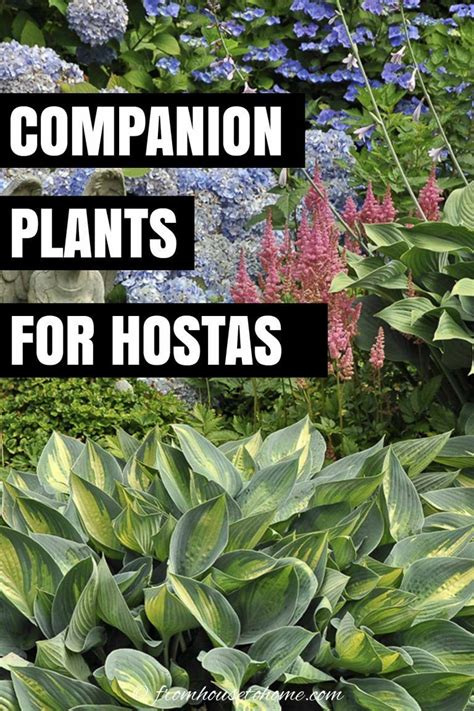 Hosta Companion Plants What To Plant With Hostas Artofit