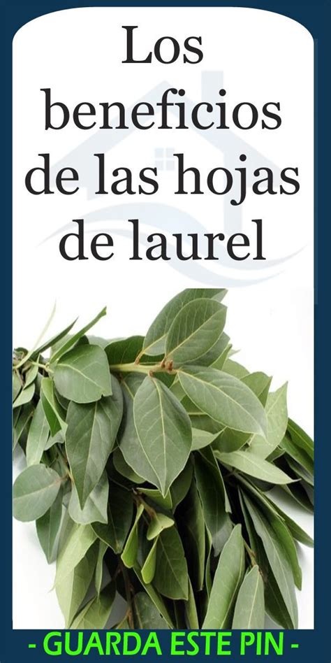 Los Beneficios De Las Hojas De Laurel Plantas Informacion Salud