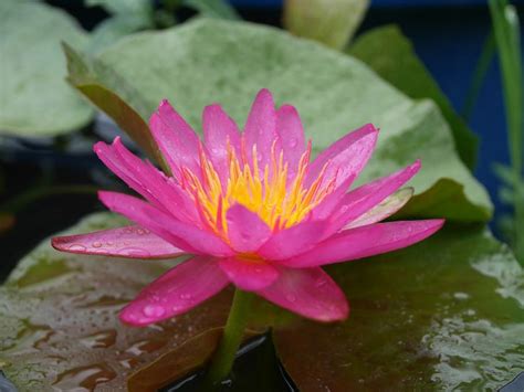 Nymphaea Munchusa Hxt Isg Water Lily Thailand Water Lily