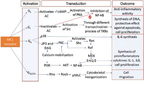 Figure From Crosstalk Between Neurokinin Receptor Signaling And