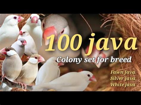 100 Java Sparrow Finches Colony Set For Breeding Fawn Java