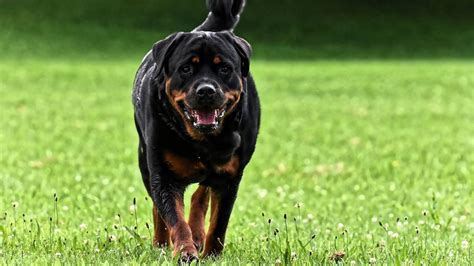 From Pitbull Terrier To Rottweiler Centre Tell States To Ban 23 Breeds