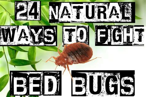 A Comprehensive Guide To Getting Rid Of Bed Bugs Without Using Toxins Or Chemicals Home