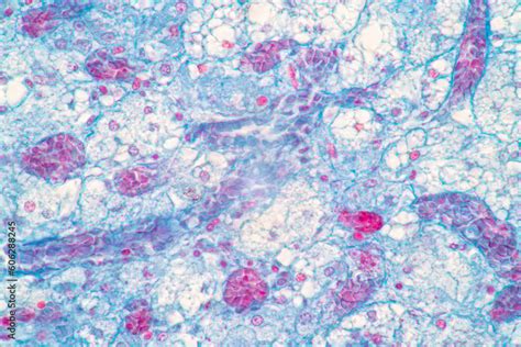 Showing Light Micrograph Of The Adrenal Gland And Urinary Bladder Human