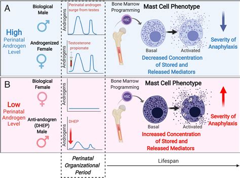 Perinatal Androgens Organize Sex Differences In Mast Cells And