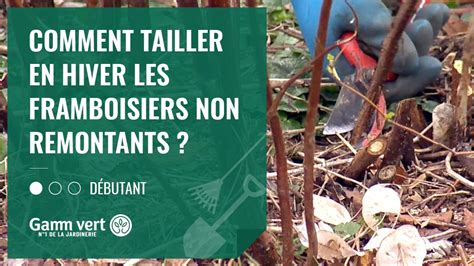 TUTO Comment Tailler En Hiver Les Framboisiers Non Remontants