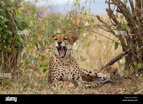 Cheetah Mother Yawing With Cub Resting Beside Her Masai Mara Kenya