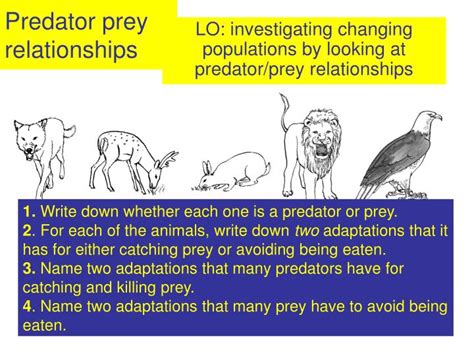 PPT - Predator prey relationships PowerPoint Presentation, free ...