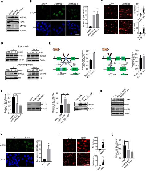 SMYD2 Inhibitionmediated Hypomethylation Of Ku70 Contributes To