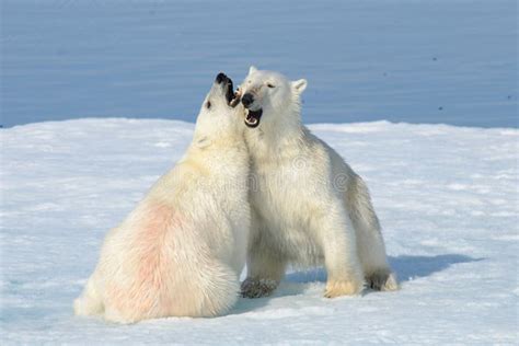 Two Polar Bear Cubs Playing Together on the Ice Stock Image - Image of ...