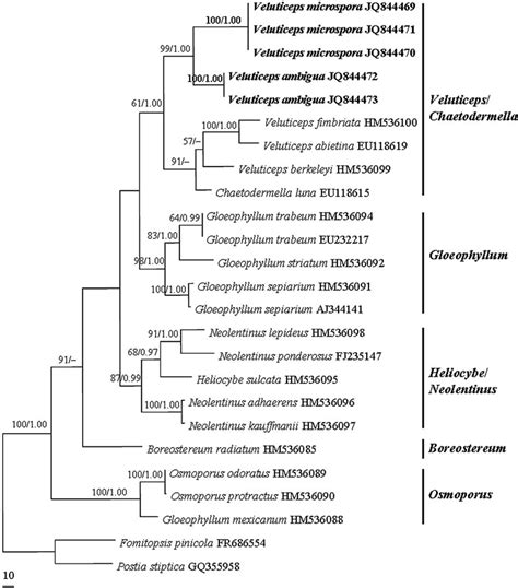 Phylogenetic Tree Obtained From Maximum Parsimony And Bayesian Analysis