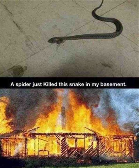 Spider Meme Burn House