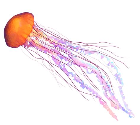 Jellyfish Images Transparent PNG, Free Download - Free Transparent PNG ...