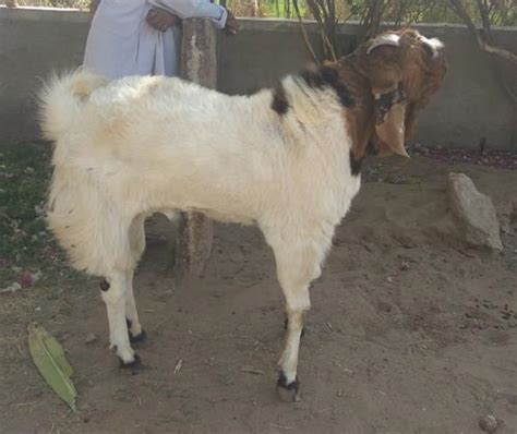 Bakra Photo, Free Bakra Picture, #26948