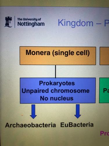 W8 Bacteria Structure Growth And Taxonomy Flashcards Quizlet