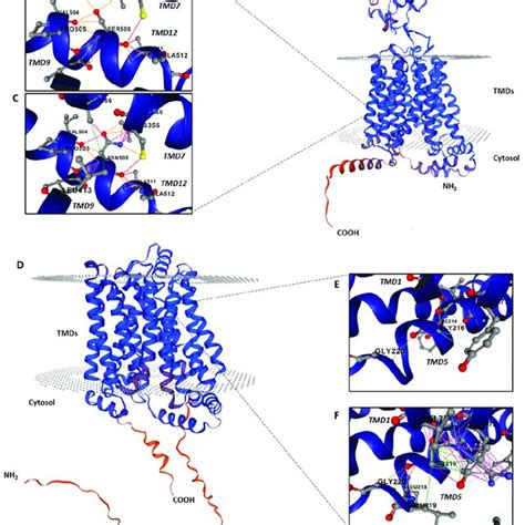 Predicted Interactions Between Amino Acid Residues In The Wt And Mutant