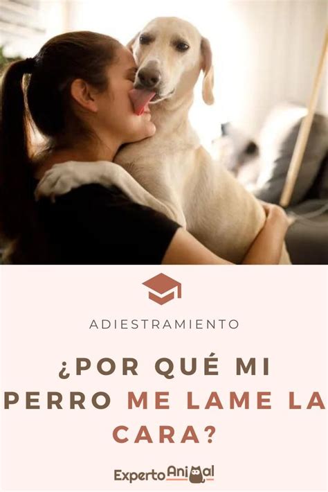 Por Qu Mi Perro Me Lame La Cara Causas En Perros