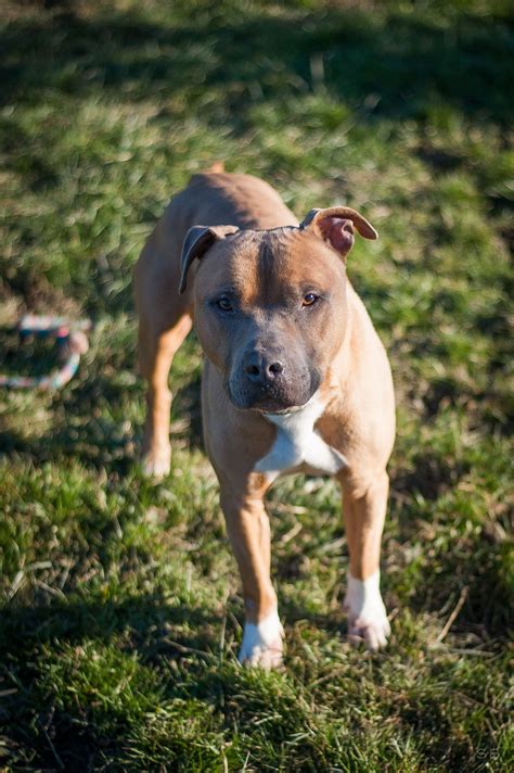 Apagi Diamond Chien American Staffordshire Terrier La Robe Fauve