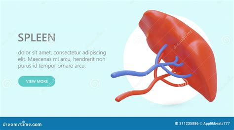 Vector Poster With Realistic Spleen Human Internal Organ Stock Vector