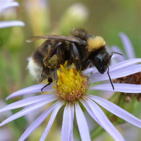 The unexpected links between declining bumble bee species - Wildlife Preservation Canada