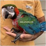 Macaws for Sale