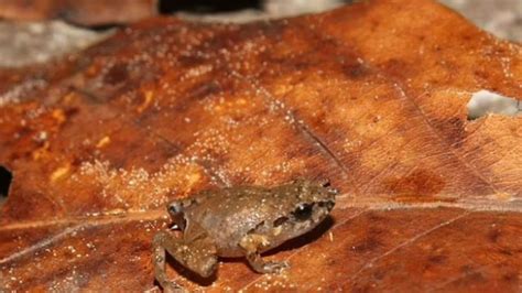 Pocket Frogs Species At Claudia Griffin Blog