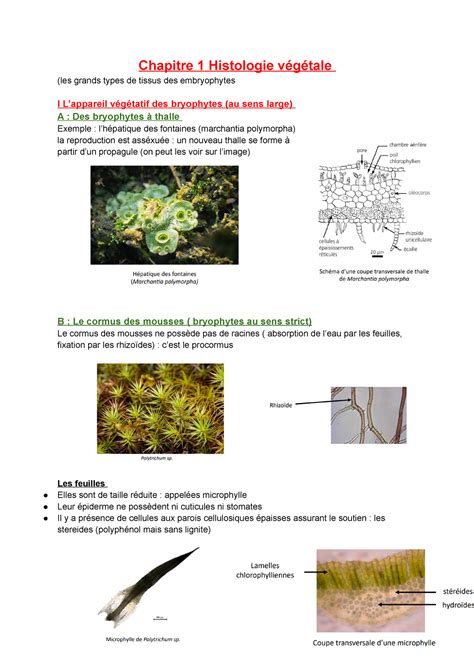 Chap Histologie Vg Bio V Chapitre Histologie V G Tale Les Grands