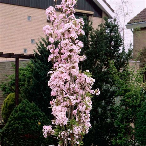 Japanese Flagpole Flowering Cherry Tree Prunus Amanagawa In Bud