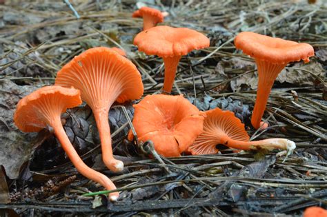 Cantharellus Cinnabarinus The Ultimate Mushroom Guide