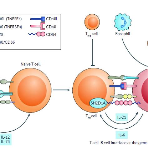 Involvement Of B Cells In Sle In Systemic Lupus Erythematosus Sle B Download Scientific