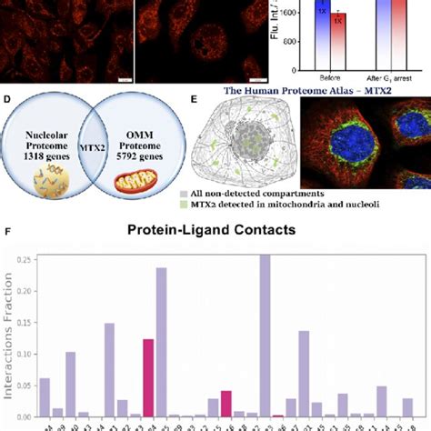 Confocal Microscopy Images Of U 87 MG Cells Stained With 5 MM QR Before