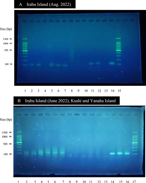 Photographs Of Agarose Gel Electrophoresis Patterns Of Amplicons After