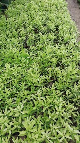 Full Sun Exposure Green White Sandalwood Plant At Best Price In Kolkata