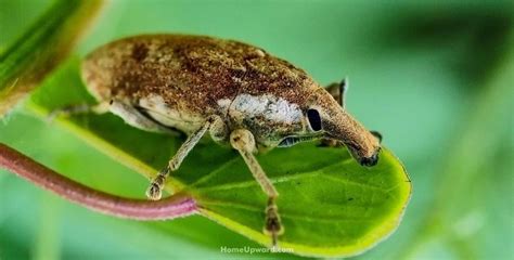 What Do Weevils Look Like Bol Weevil Facts