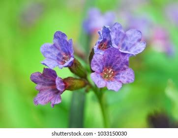 Zimbabwe Creeperpodranea Ricasoliana Tanfani Spraguepink Trumpet Stock