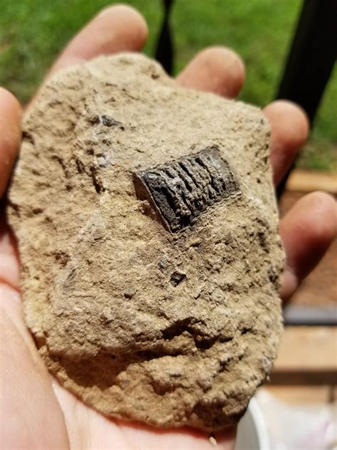 What Is Embedded In This Rock Found In Rural Northern Alabama Fossils