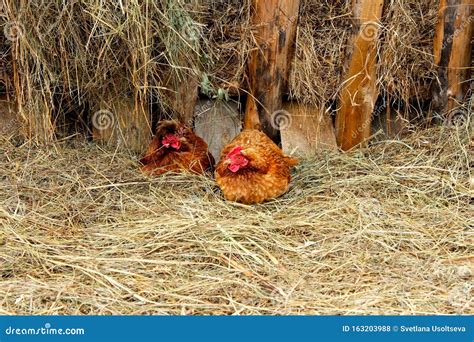 Farm Lifestyle In The Countryside Hens Incubate Eggs On A Pile Of Straw In Agriculture Two Red