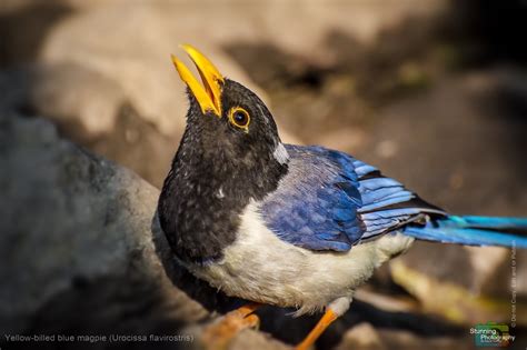 Yellow Billed Blue Magpie Urocissa Flavirostris Margalla Flickr