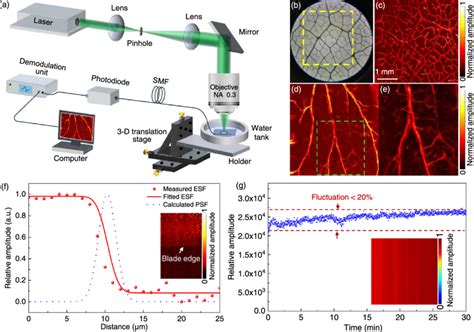 A Schematic Of The Optical Resolution Photoacoustic Microscopy