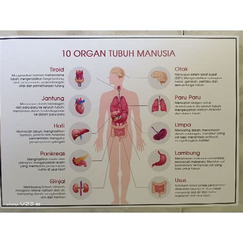 Jual Poster 10 Organ Tubuh Manusia Shopee Indonesia