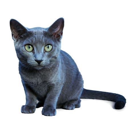 Download Russian Blue Cat Png Lrn