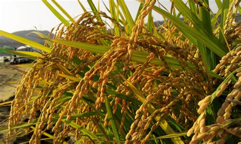 Farmer Autumn S Wheat Harvest Rice Agriculture Growth Free Image