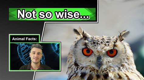 Masters Of The Sky 10 Cool Owl Facts Youtube