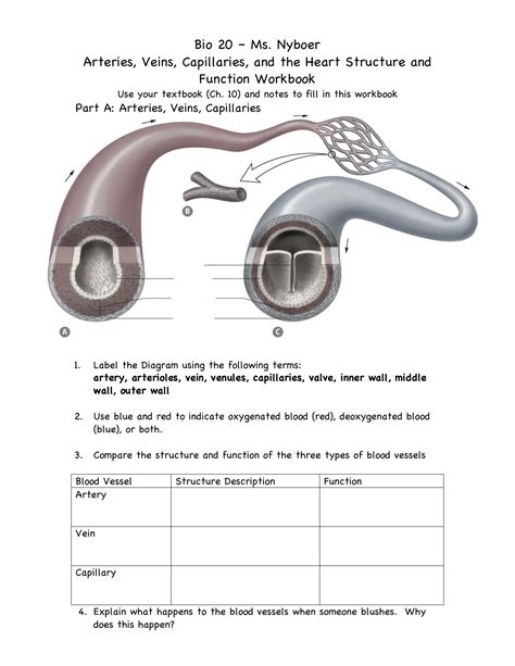 Arteries And Veins Worksheet Arteries And Veins Worksheet