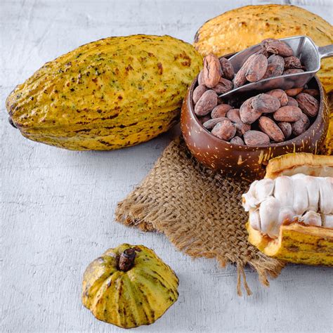 Les Tapes De La Culture Du Cacao Tout Ce Quil Faut Savoir Sur Le