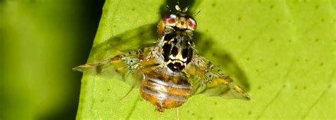 Manejo Y Control Integrado De D Pteros Moscas En Ecuador