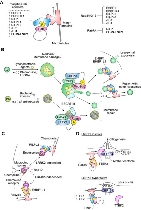 Proposed Biological Roles Of Rab Phosphorylation By Lrrk A Proposed