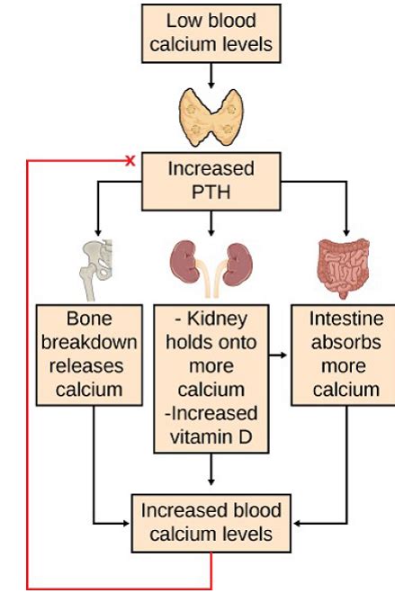 Calcium Feedback Loop